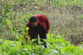 可久镇：“桑菜套种”新模式拓宽村民致富路图片