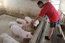水泥地面对养猪危害大，为什么养猪人还是要用？解决办法不可忽视图片