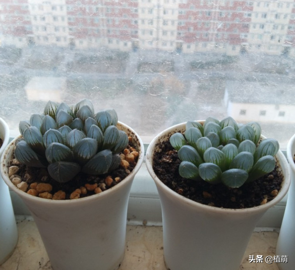 十二卷的养殖方法（别说十二卷肉肉难养了）