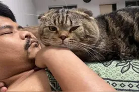 女子坚持要养猫，养了没多久就后悔了：这不是给自己找麻烦吗？图片