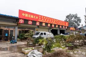 天水在线走进甘谷看小康之产业篇——花椒产业 (图)图片