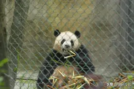 猪大进食图图片