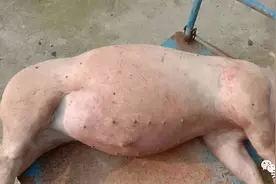 夏天遇到猪胀气如何办？图片