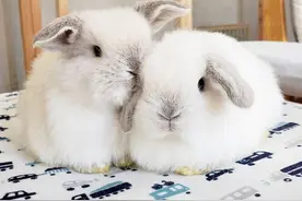 博主晒出激萌兔子生活照，颜色好像奶糖和太妃糖，网友：好想撸！图片