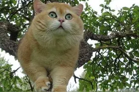 树上发现一只胖嘟嘟的橘猫图片