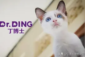 养猫必看！人猫共患的常见疾病，真的那么可怕吗？图片