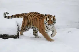 世界现存的五种老虎，哪种老虎最凶猛？图片