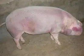 猪消化不良、食欲差？猪场常见的一种药品轻松解决图片