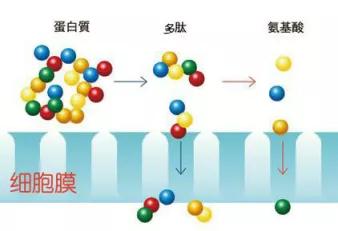 氨基酸类、鱼蛋白肥料的应用现状与前景