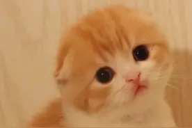 世界上所有折耳猫都是「病猫」——人类的喜爱，只会让它们更痛苦图片