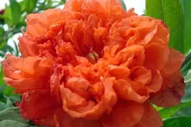 石榴8种常见品种欣赏图片