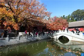 金秋北京，香山红叶渐入最佳观赏期，带你去看香山红叶图片