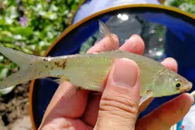 钓银鲴的技巧和方法，鱼钩大小的选用和抛投竿频率是爆护的关键图片