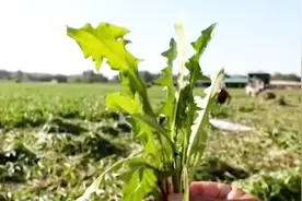 鹿邑特产薄薄丁，制成茶后，坚持喝可缓解女性乳腺增生视频封面