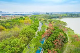 【大美广东】佛山三水云东海湿地公园：走进生态绿芯，呼吸清新氧气图片