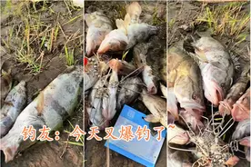 湖北钓鱼人爆钓鳜鱼，摆一地拍照晒图，遭网友吐槽：迟早钓绝图片