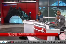 美居民家房子下92条毒蛇，几年看不到一只老鼠：原来下面有个蛇窝图片