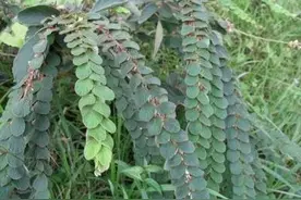 排钱草，别名龙鳞草，生于荒地或灌木丛中，叶形成排成串的铜钱图片