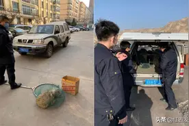 【关注】红古城管开展捕捉流浪狗行动图片