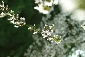 许昌气象科普｜春天每年变短30秒图片