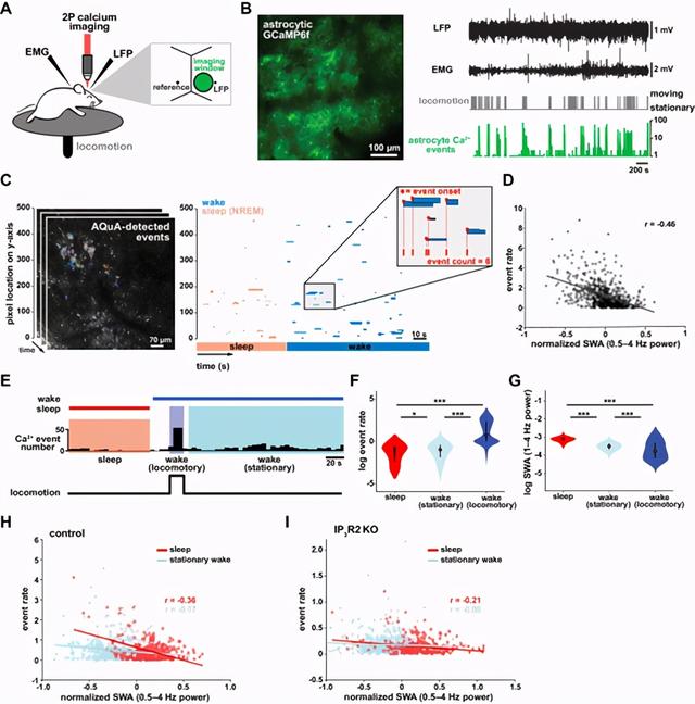 脑科学日报：人类与生俱来的尖叫声传达了至少六种情绪