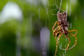 蜘蛛是如何织一张网的？看完整个过程，感觉太神奇了！视频封面