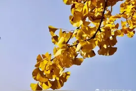 【文化慕课 · 共战疫情】贵阳市南明区文化馆为您开启云端文化服务图片