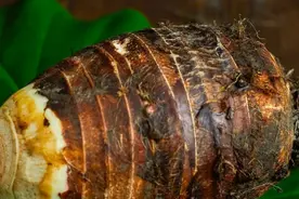 广式名点芋头丝饼，教你在家做，外酥里糯，香气扑鼻让人口水直流图片