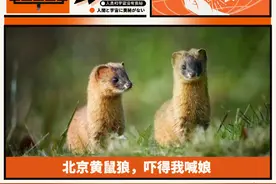 北京黄鼠狼，吓得我喊娘图片