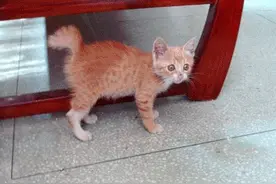 猫：我把尾巴吞掉了，肿么办？图片