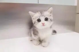 教你快速判断：小奶猫的性格图片