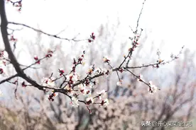 折腾13个小时，只为相约伊犁杏花沟，等一场3万亩的野杏林花开图片