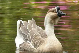 它是世界上最大的鹅，养一只能赚500元，狮头鹅的饲养和管理图片