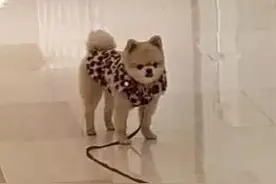 主人不给买肉吃，博美犬生气不让牵，商场上演追逐战图片