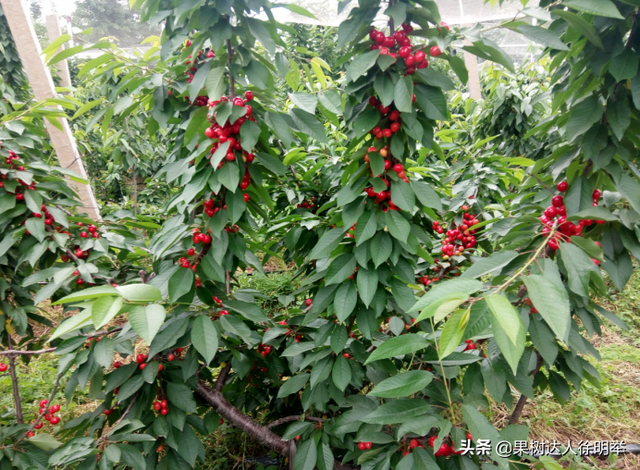 ufo樱桃种植 ufo大樱桃树形早实品质好还是省力栽培,怎么培养呢_农业