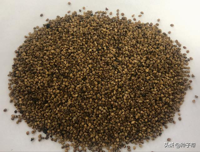 饲料桑，高蛋白牧草，耐刈割，能养出优质生态猪，增重快