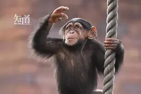 黑猩猩也卖身图片