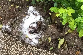 香港博士向蜗牛撒盐被捕，蜗牛为何一遇盐就化水？究竟该不该杀？图片