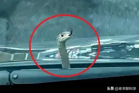 吓人！女子开着车，挡风玻璃突然冒出一个蛇头，它会钻到车里吗？图片