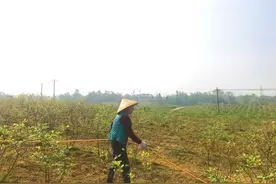 四川蓝灵：十年精心育蓝莓 带领村民奔富路图片