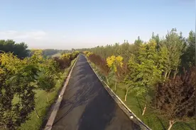 黄河大堤有多美？看了我也是醉了图片