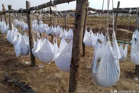 农村人深加工红薯，一招增值数倍，机器一条龙操作省人力图片