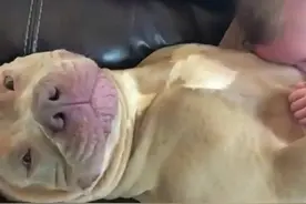 宝宝趴在比特犬身上咬了一口，女子正要担心时，却被汪给感动到了图片