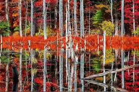 中学语文重点文体知识汇总图片