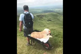 英国一男子用手推车带患白血病爱犬登山 沿途路人接力帮忙图片