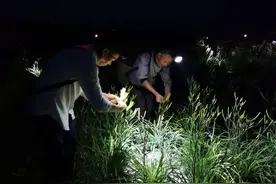 我是渠县小黄花 也有“富民”大梦想图片