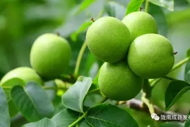 约！8月24日 成县核桃节，咱们不见不散~图片