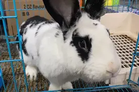 浙江杭州：凌晨，杭州外卖小哥顺走熊猫兔！理由：我属兔图片