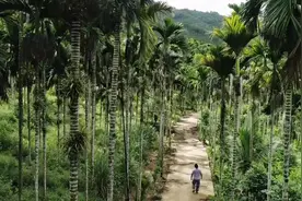 槟榔乡「涅槃记」图片
