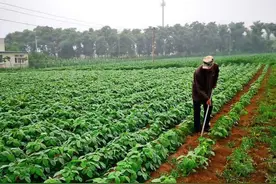 五年寸草不生，喷树三天就死，除草剂草甘膦你了解多少？图片